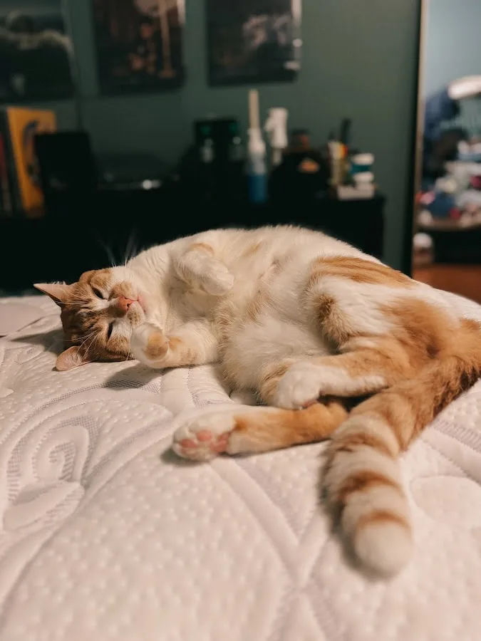 Jefferson Animal Hospital & Regional Emergency Center