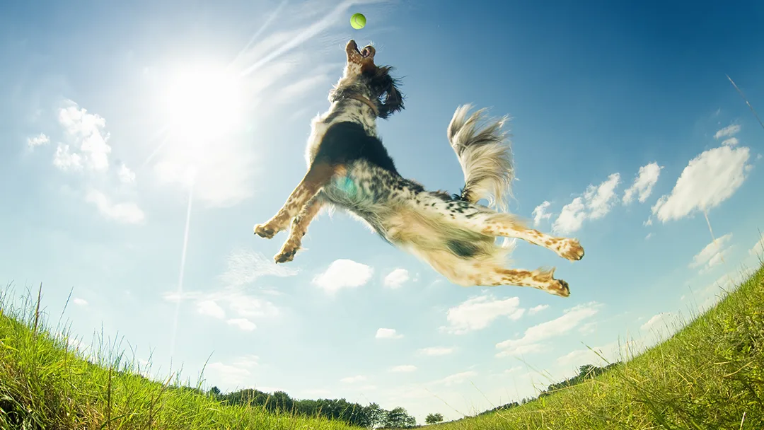 Jonathan E. Mitchell, DVM