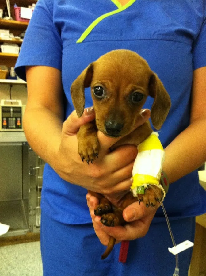 Kanawha Valley Veterinary Emergency Hospital