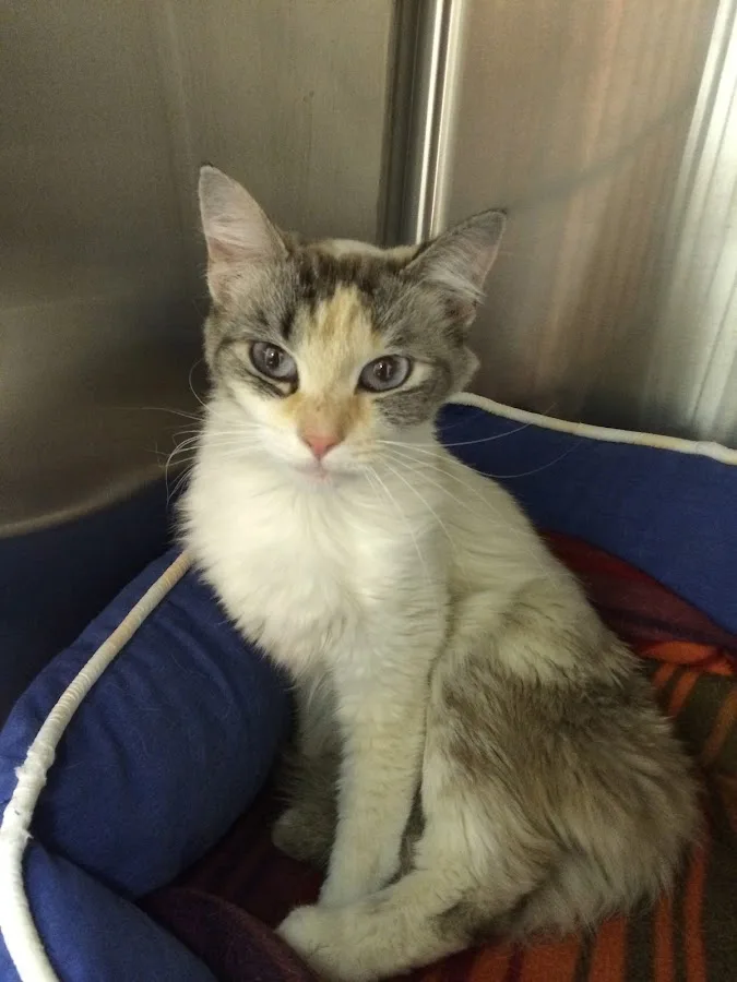 Kanawha Valley Veterinary Emergency Hospital