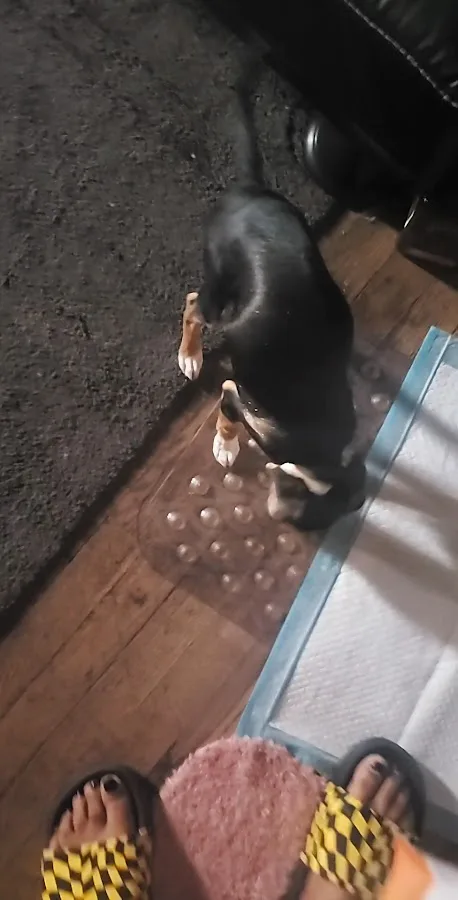 Kanawha Valley Veterinary Emergency Hospital