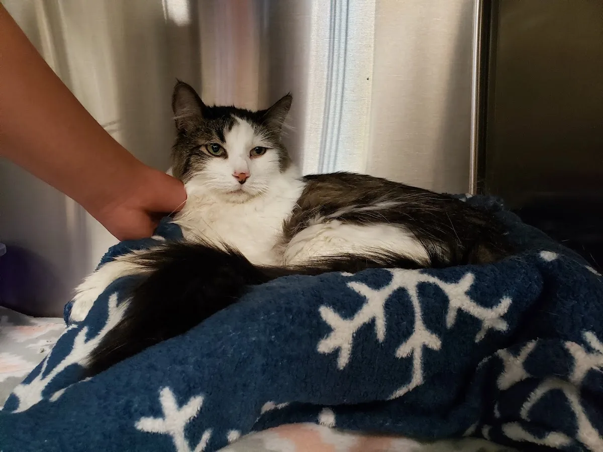 Kelly Jeannette M DVM