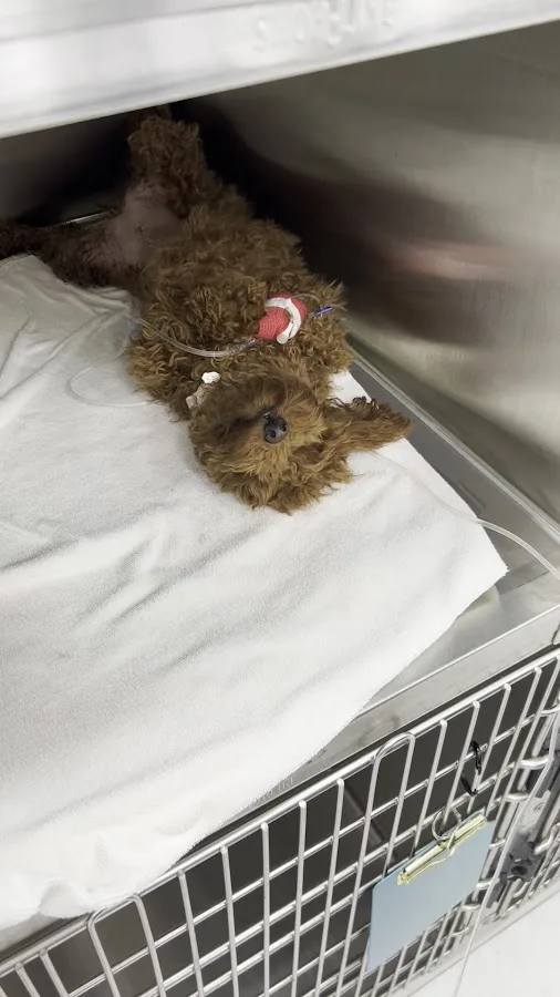 Kendall Pointe Animal Hospital (Emergency 24/7)