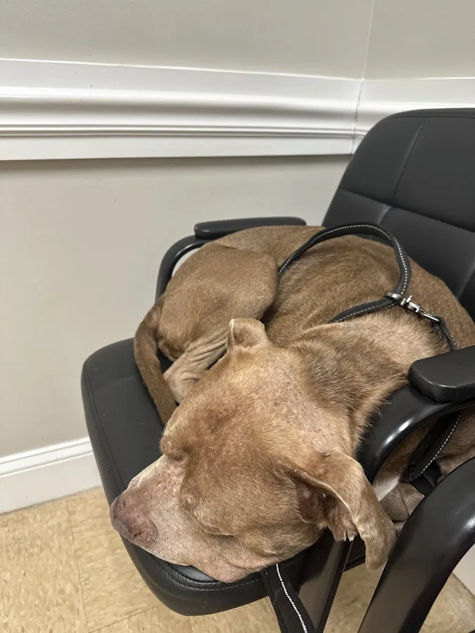 Knoxville Pet Emergency Clinic