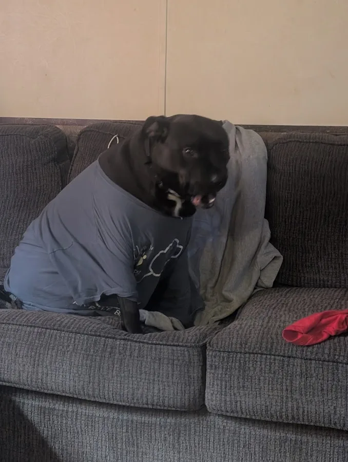 Knoxville Pet Emergency Clinic