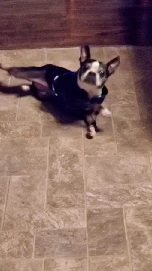 Knoxville Pet Emergency Clinic