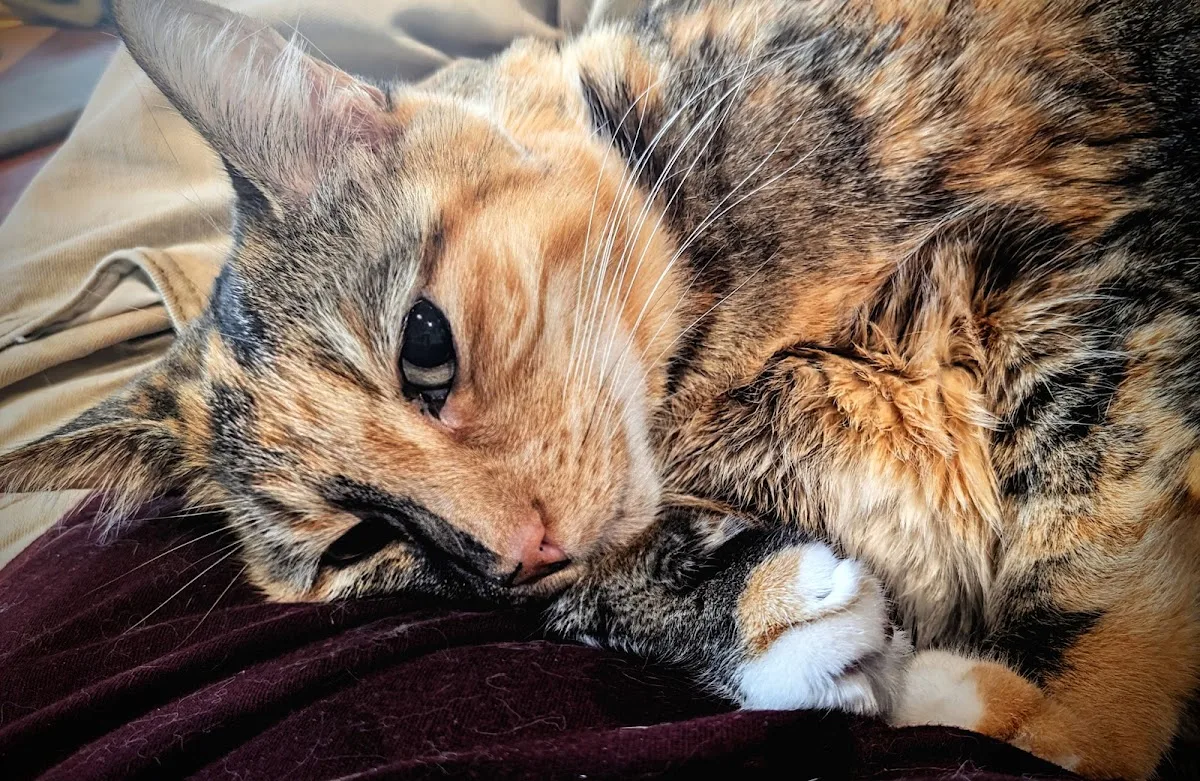 LAASER Los Angeles Animal Specialty, Emergency & Rehabilitation