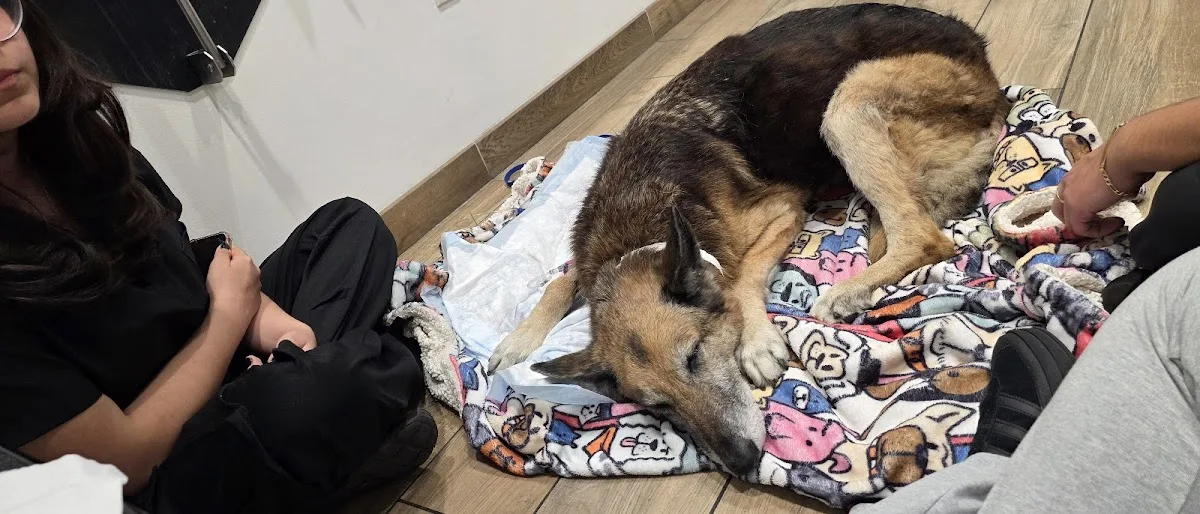 LAASER Los Angeles Animal Specialty, Emergency & Rehabilitation