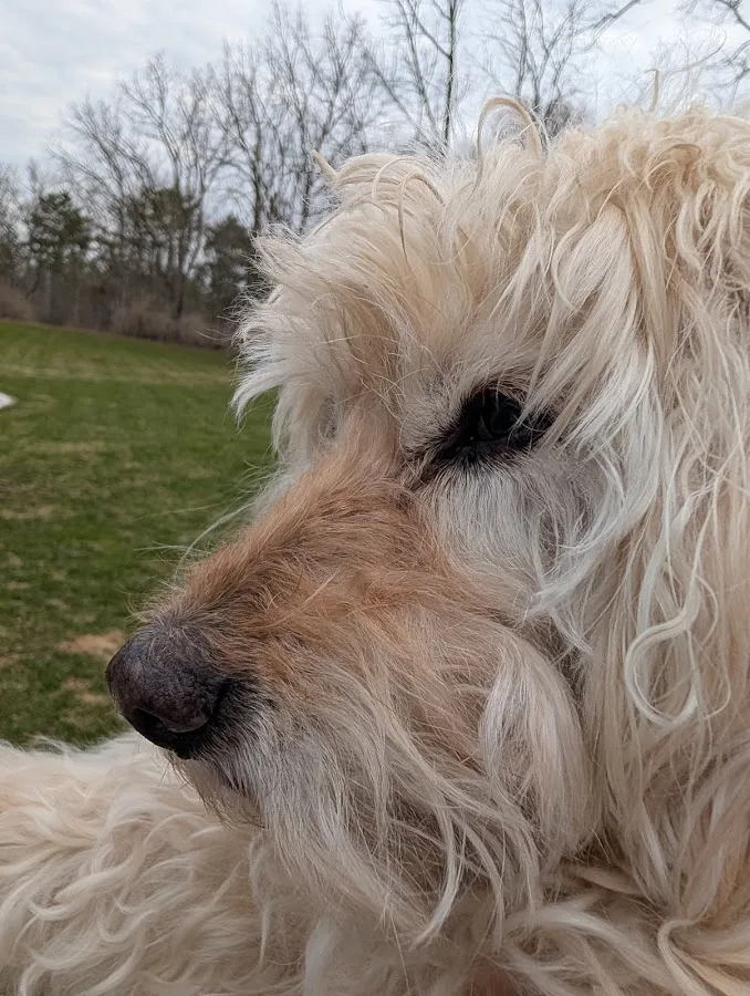 Lap of Love - Rochester