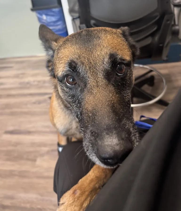 Legacy Animal Medical Center: Fosberg Mark DVM