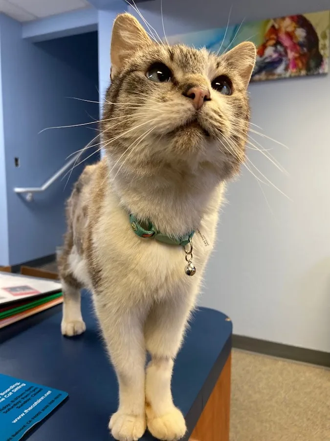 Lenity Vet Specialists + Emergency Care primary photo