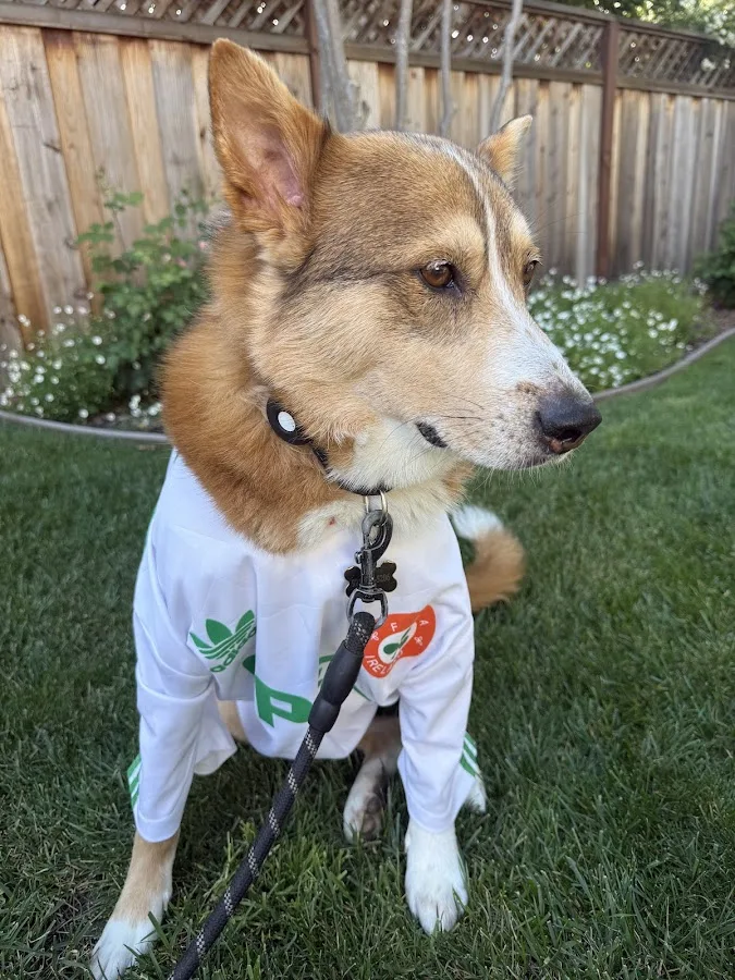 Lenity Vet Specialists + Emergency Care