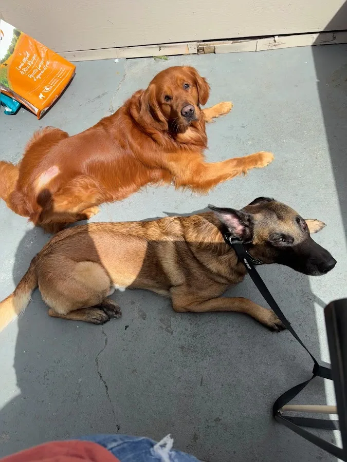 Lenity Vet Specialists + Emergency Care