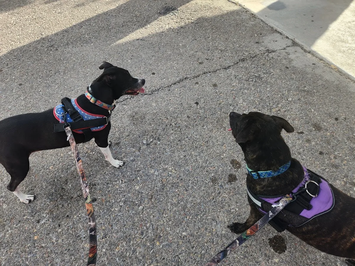 Lenox Mark T DVM primary photo