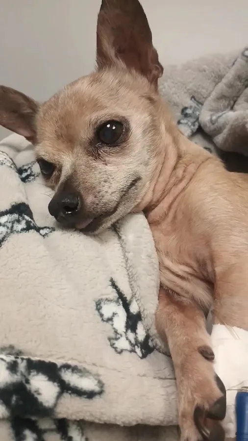 Long Beach Animal Emergency