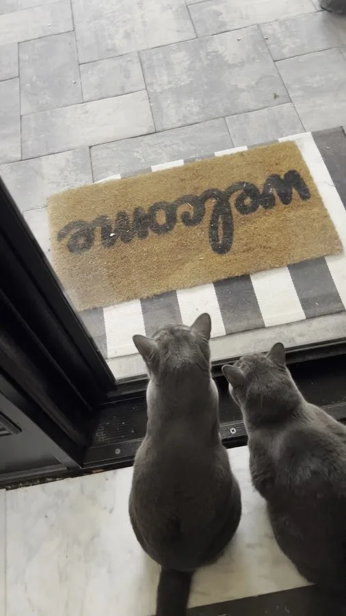 Long Island Veterinary Specialists