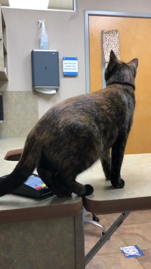 Lovet Pet Health Care - Dobson Ranch