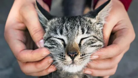 LSU Large Animal Clinic