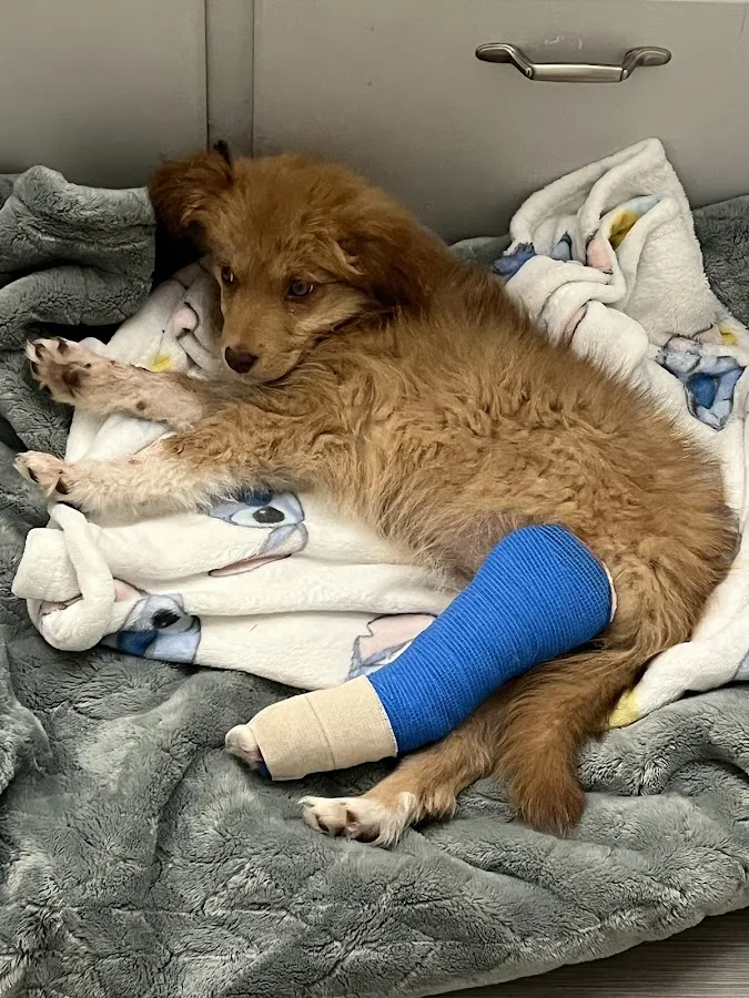 Lubbock Small Animal Emergency Clinic