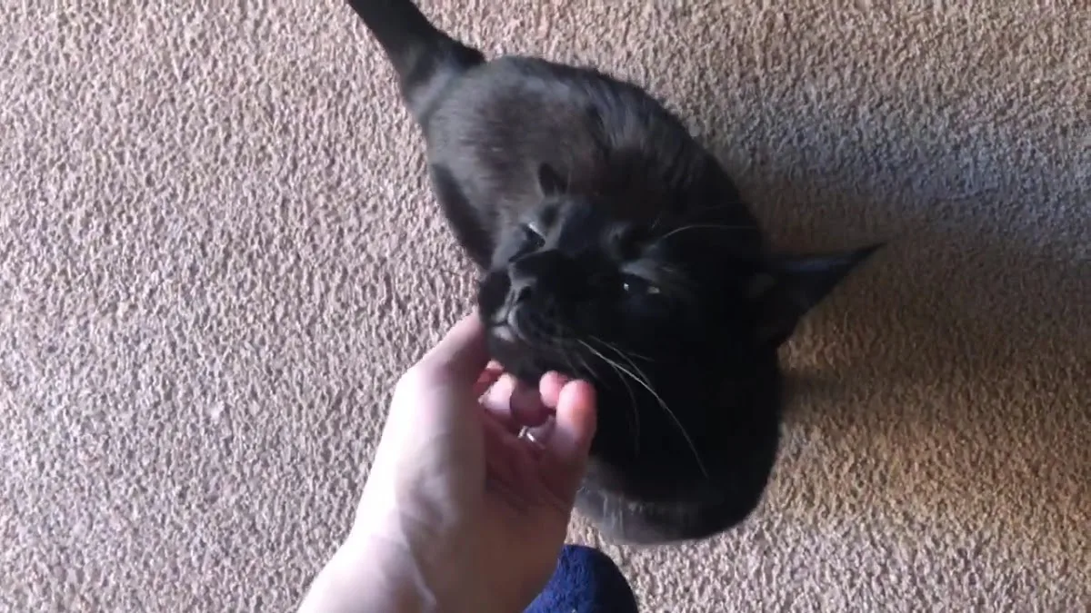 Lubbock Small Animal Emergency Clinic