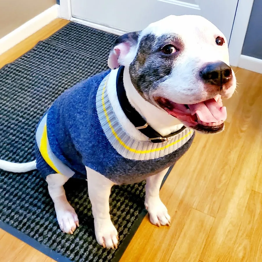 Madison Veterinary Clinic Ltd