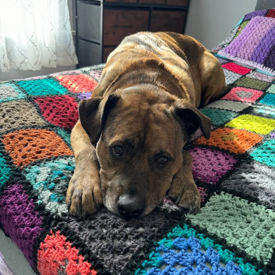 Madison Veterinary Specialists & Emergency Care