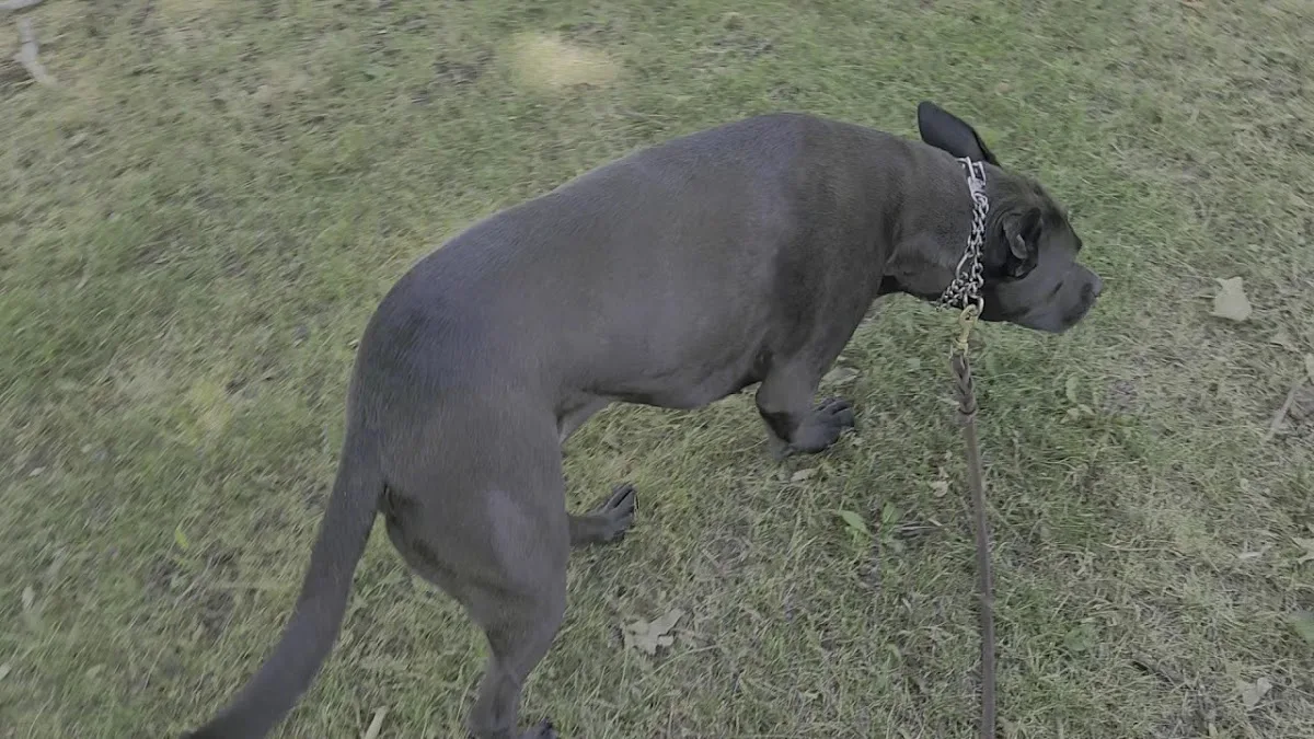 Massachusetts Veterinary Referral Hospital