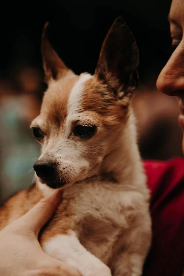 Owner bringing pet for veterinary evaluation