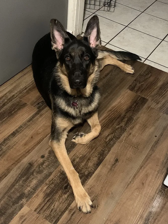 Mc Graw Jennifer L DVM