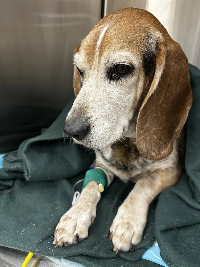 MedVet Austin primary photo