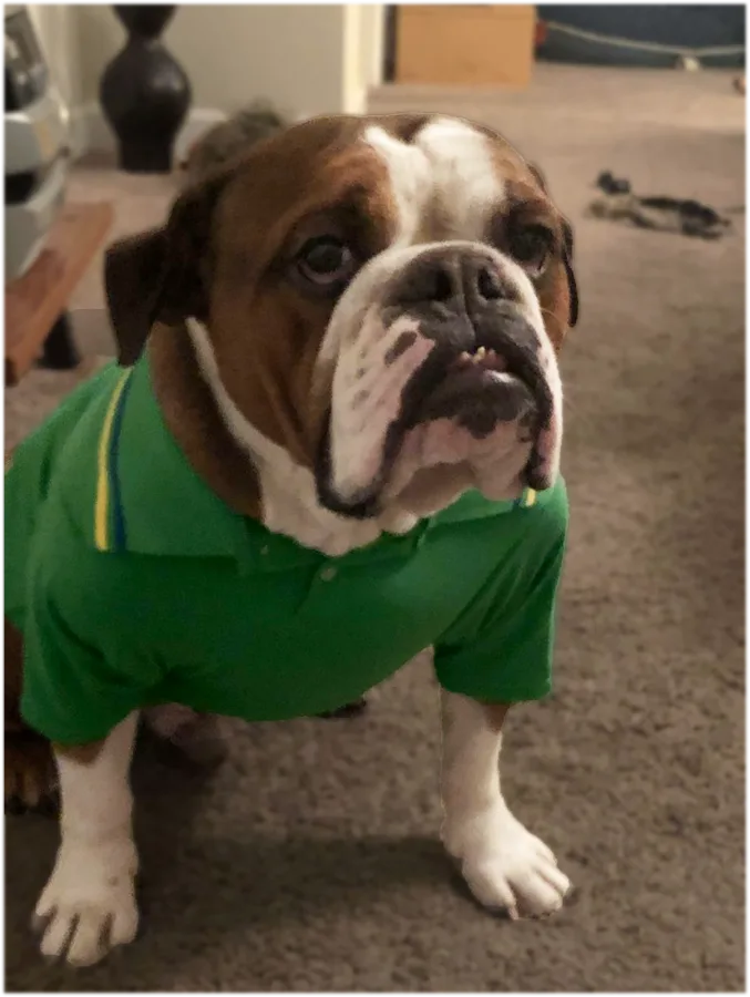 MedVet Medical and Cancer Centerl: Schwartz Susanna DVM