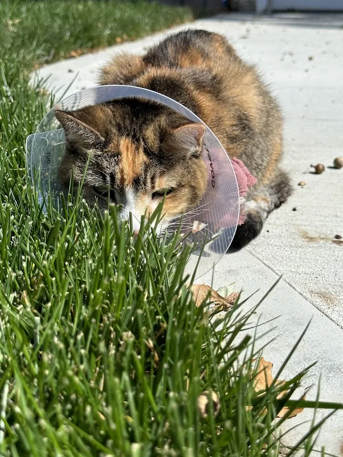 MedVet Medical and Cancer Centerl: Schwartz Susanna DVM