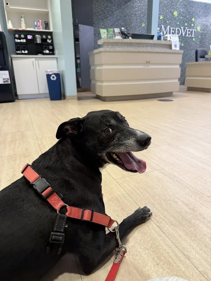 MedVet Pittsburgh