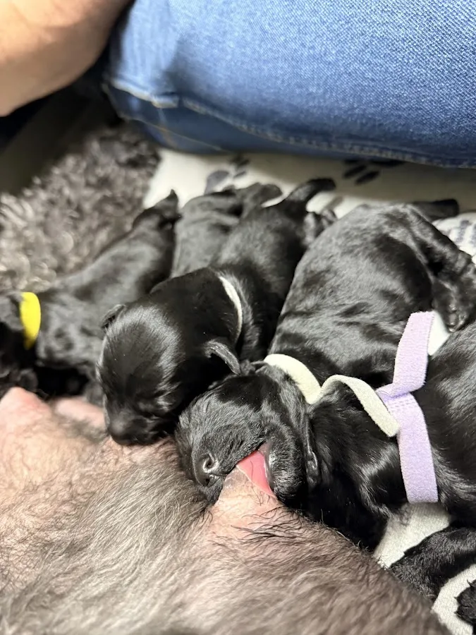 MedVet Salt Lake City