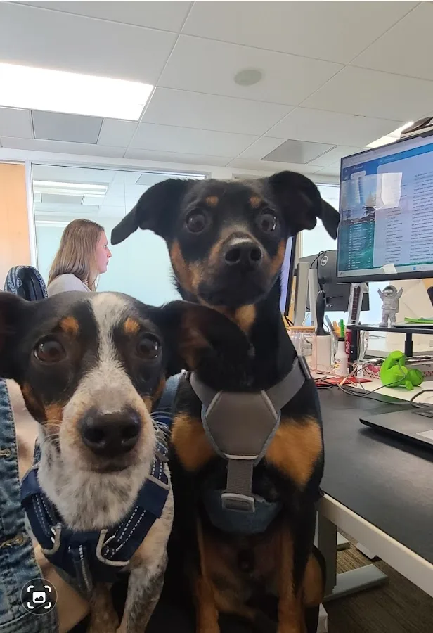 MedVet Silicon Valley