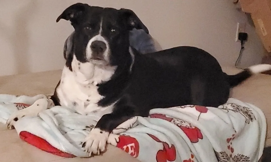 Memphis Veterinary Specialists