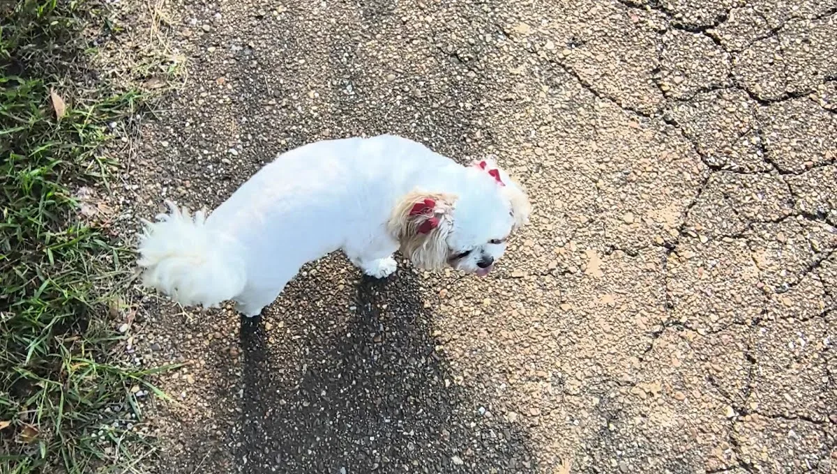 Memphis Veterinary Specialists