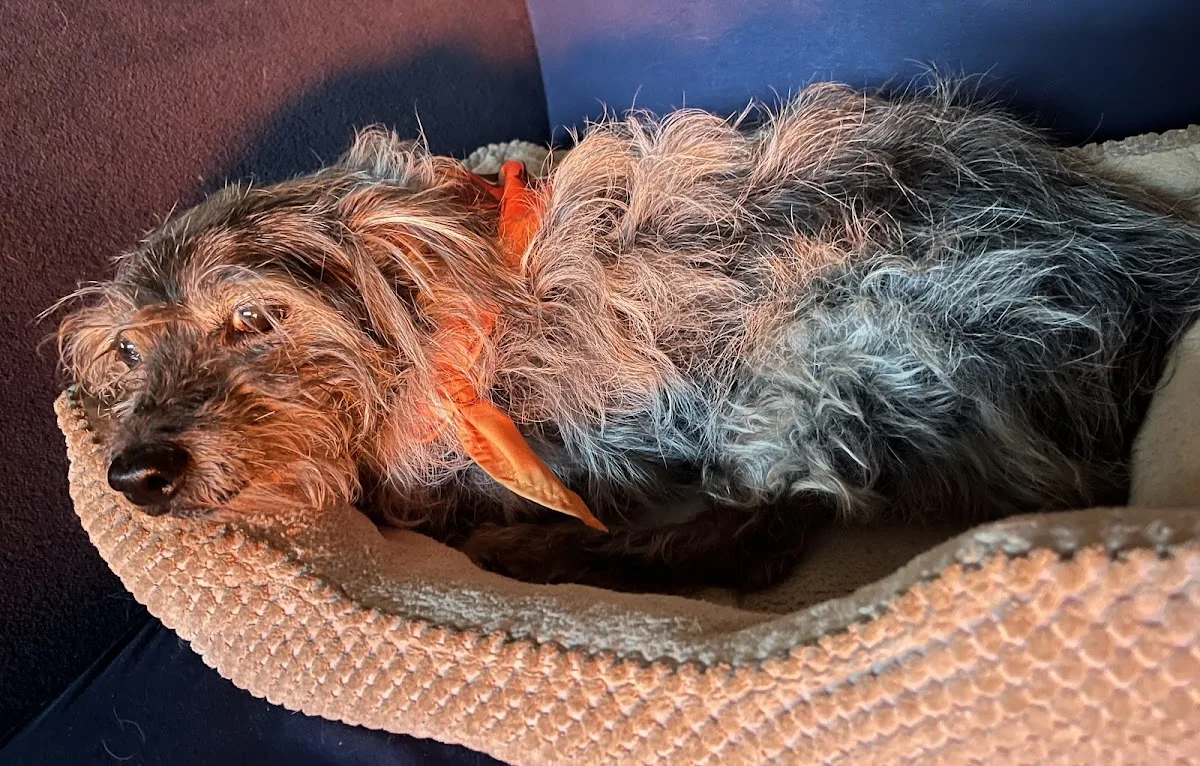 Mercer Veterinary Clinic