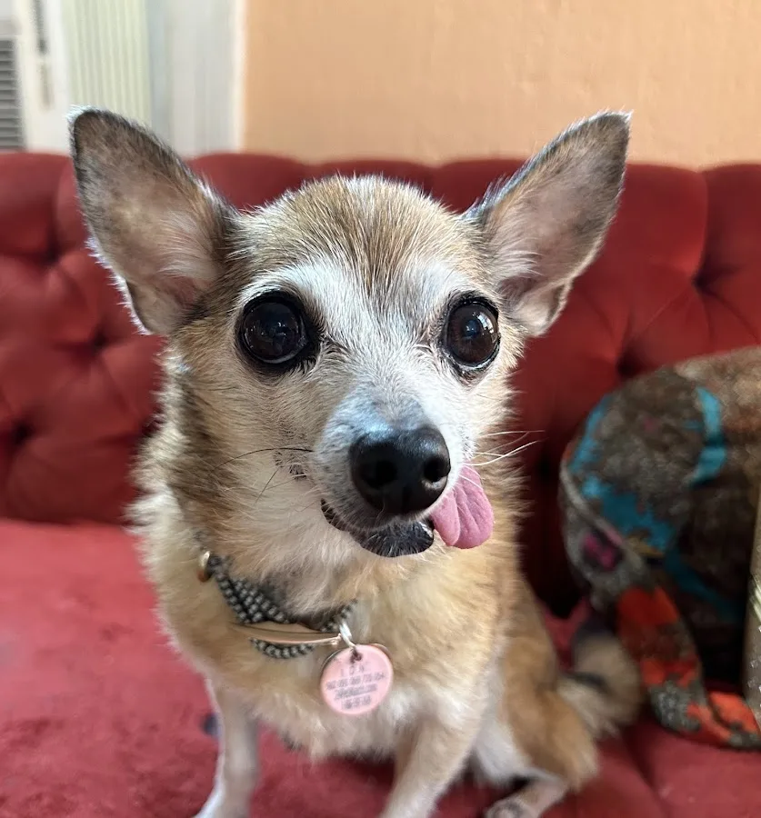 Metropolitan Animal Specialty Hospital (MASH)