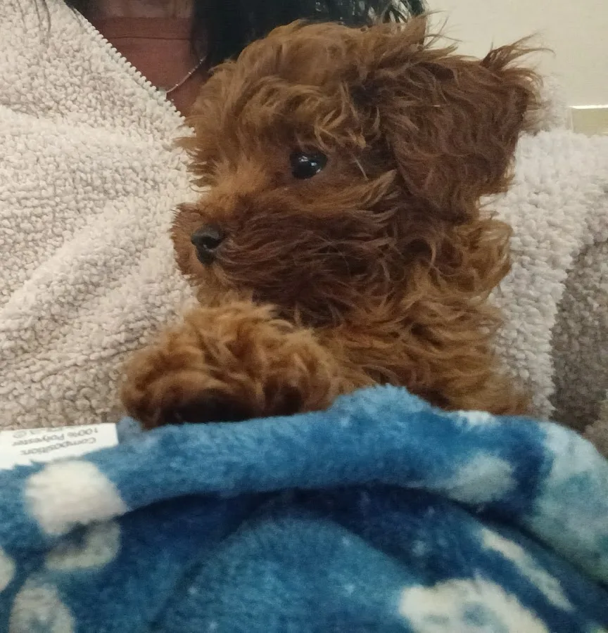 Metropolitan Veterinary Hospital Cleveland