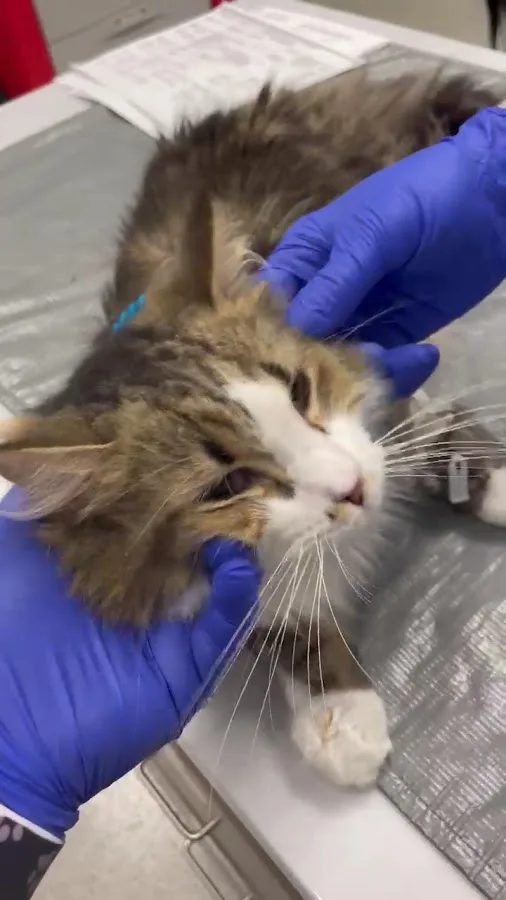 Metropolitan Veterinary Hospital Cleveland