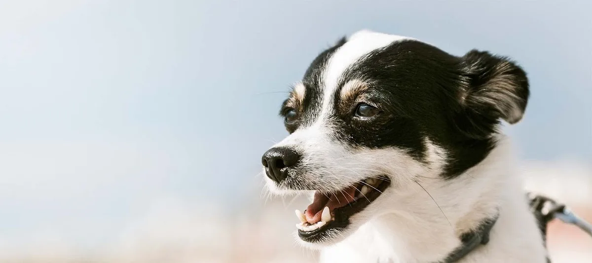 Miami Veterinary Specialists primary photo