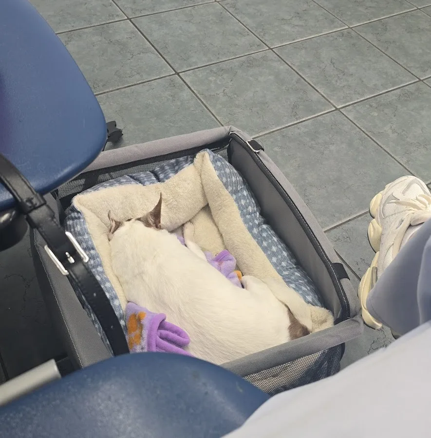 Miami Veterinary Specialists