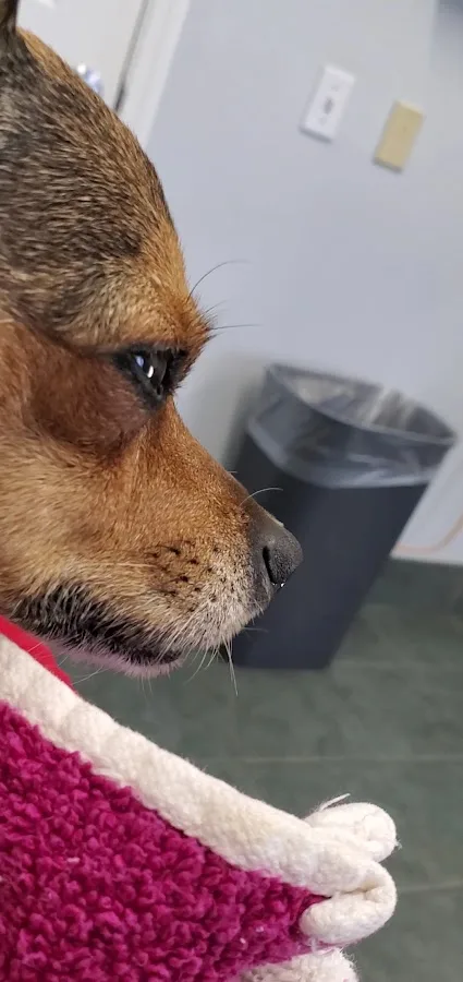 Miami Veterinary Specialists