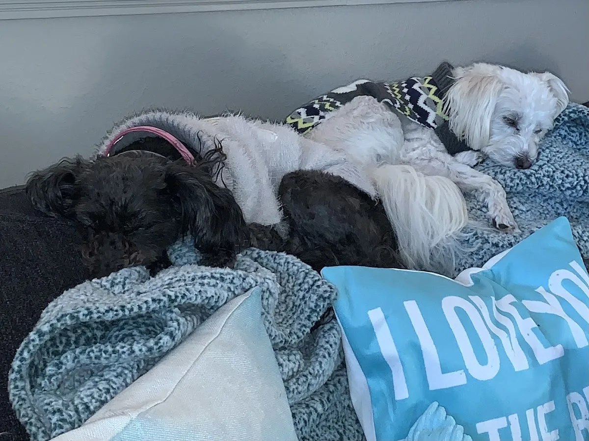 Michael McKown DVM - Pets First Animal Clinic