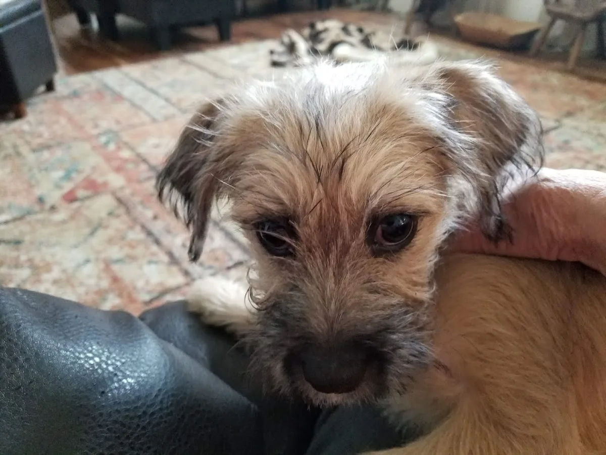 Michael McKown DVM - Pets First Animal Clinic