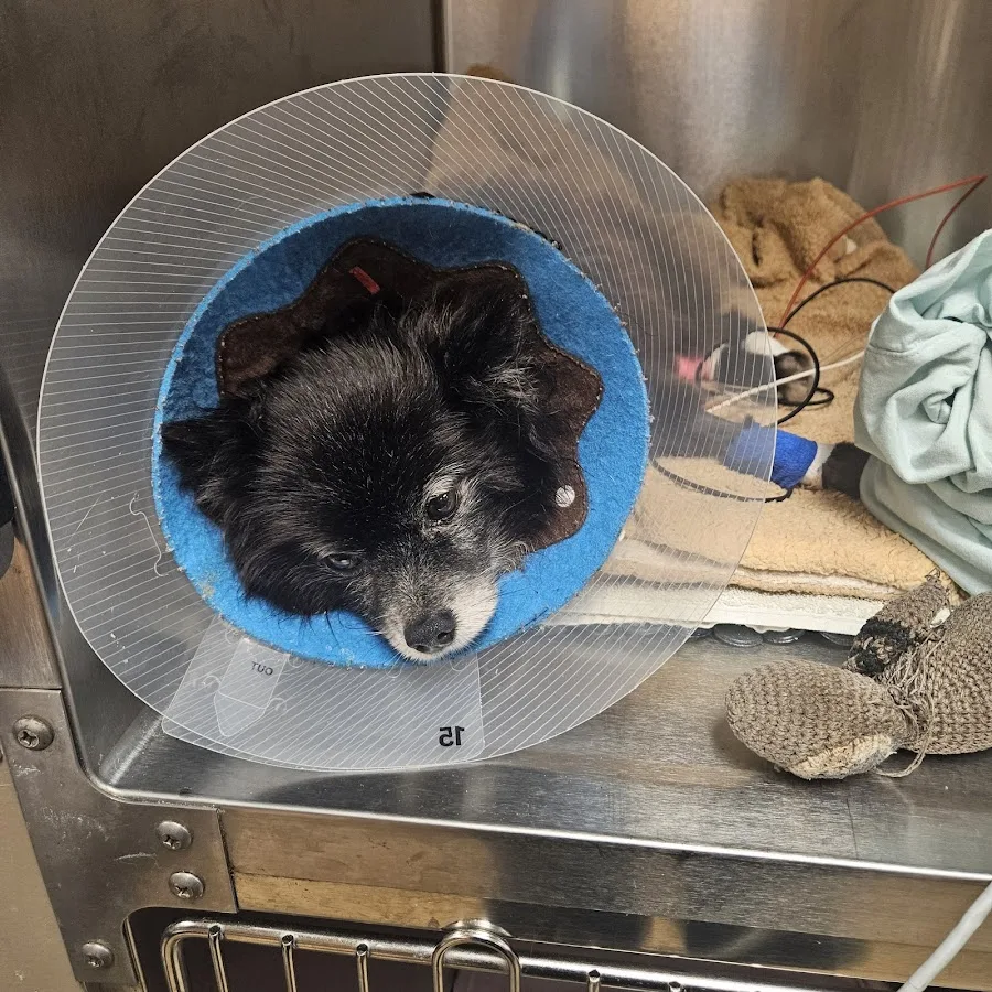 Mission Med Vet: Wilson Eric R DVM