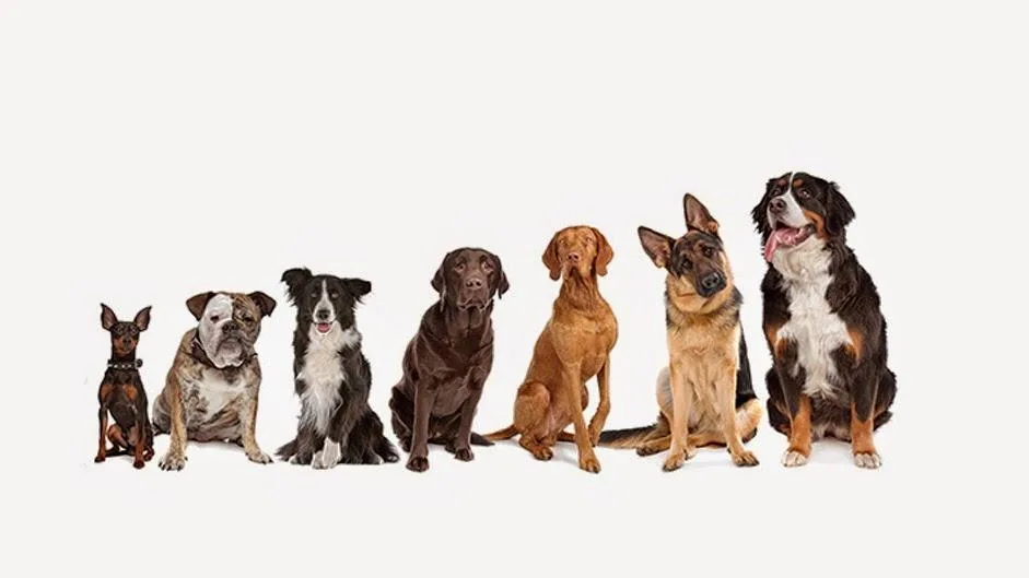 Mission Veterinary Clinic and Animal Emergency Hospital