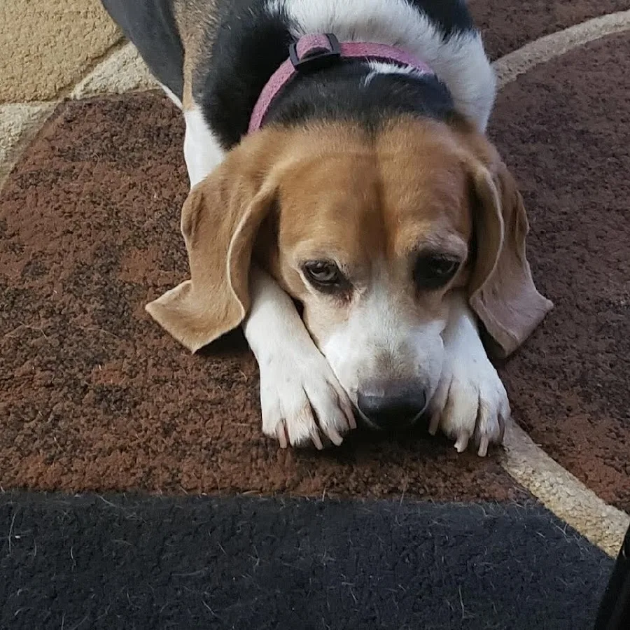 MissionVet Specialty & Emergency