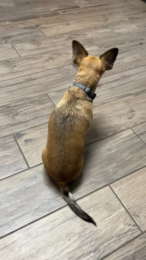 MissionVet Specialty & Emergency